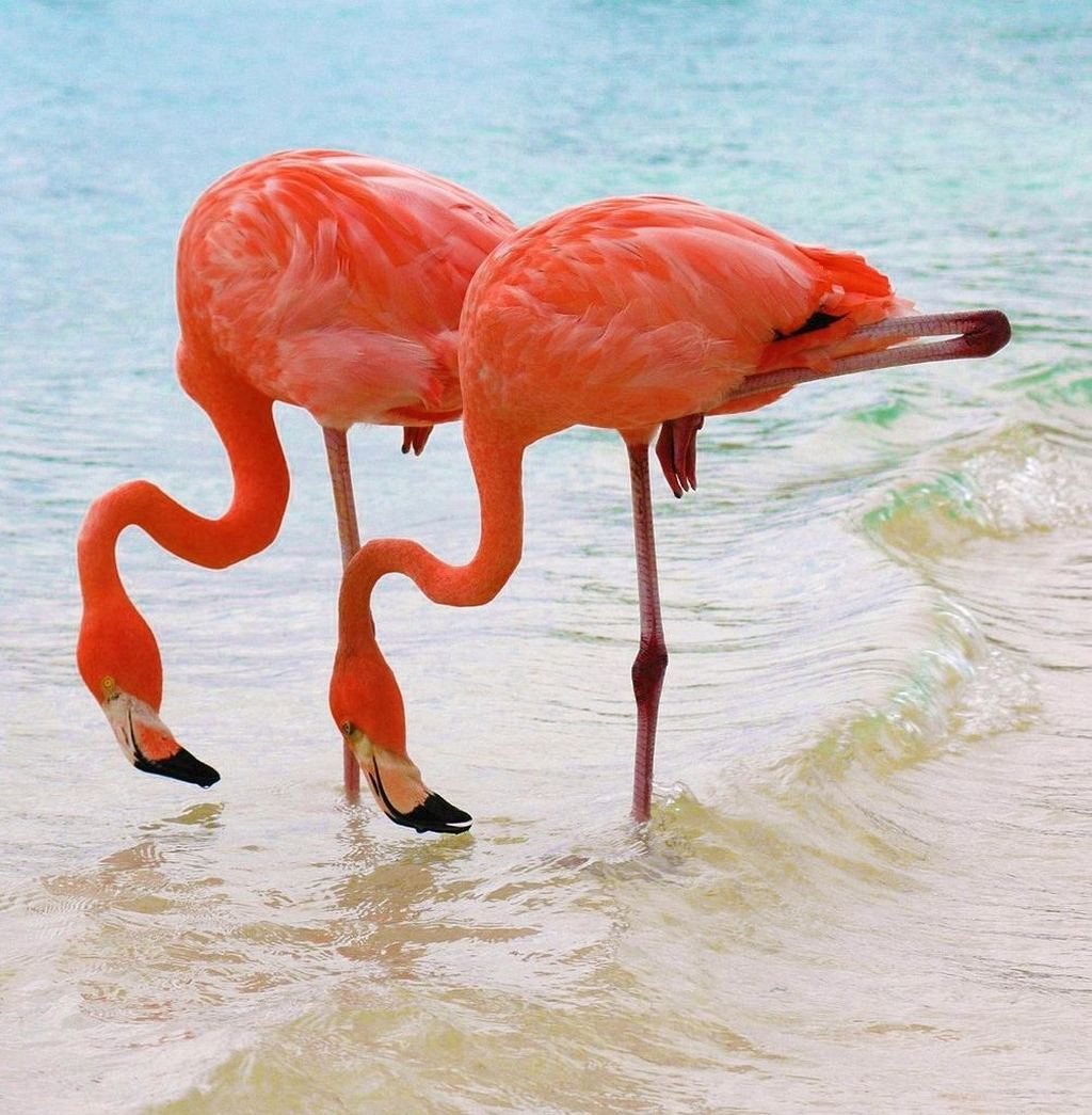 Какое животное розовое. Коралловый Фламинго. Розовый Фламинго. Розовый Фламинго птица. Карликовый Фламинго.