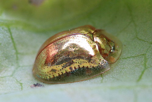 Необычный жук Золотая Черепаха (10 фото)