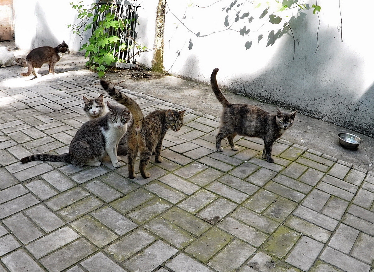 Звуки гуляющих котов. Дворовые кошки. Кот во дворе. Двор котик. Уличная кошка.