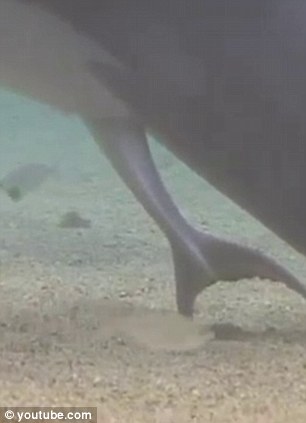 Рождение дельфинёнка (6 фото)