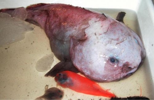 Самая грустная рыба в мире (6 фото)
