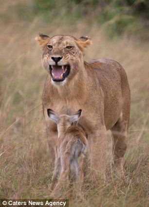 Львица и детёныш импалы (13 фото)