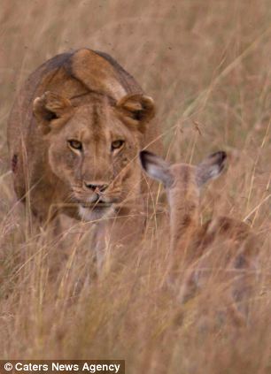 Львица и детёныш импалы (13 фото)