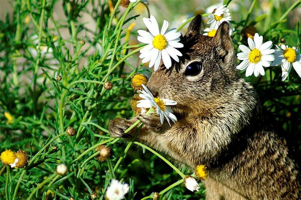 Животные и растительный мир весной. Природа и животные. Растения и животные. Цветы и животные. Живые растения.