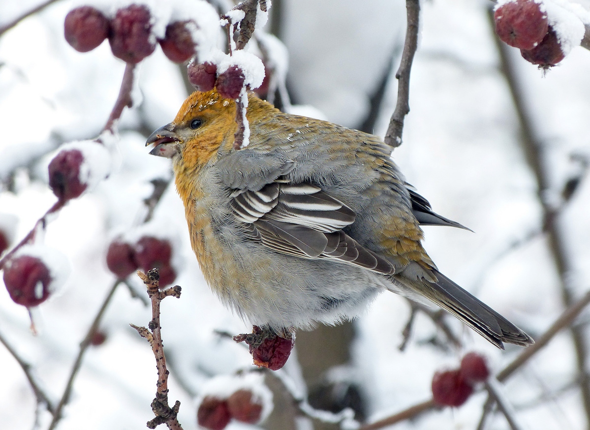 Лесные птицы сибири фото с названиями зимой