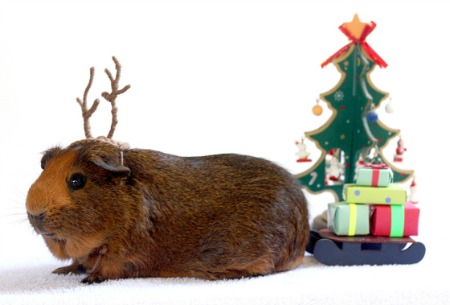 20 Милых животных, празднующих Рождество