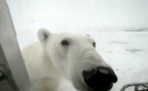 Близкое знакомство с белым медведем (15 фото+видео)