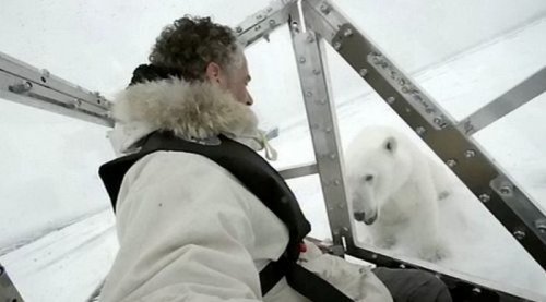 Близкое знакомство с белым медведем (15 фото+видео)