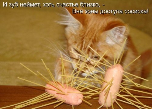Весёлая котоматрица (35 фото)