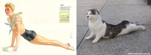 Кошки в образе пинап-девушек (37 фото)