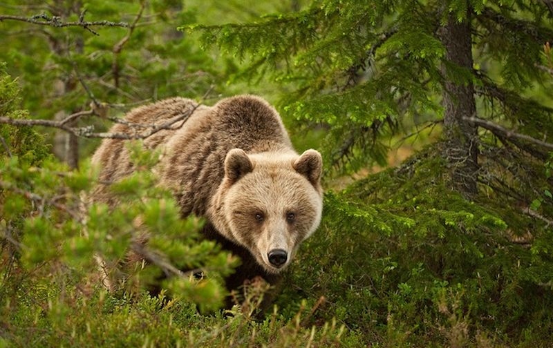 Бурые медведи в дикой природе (9 фото) » Клопик.КоМ
