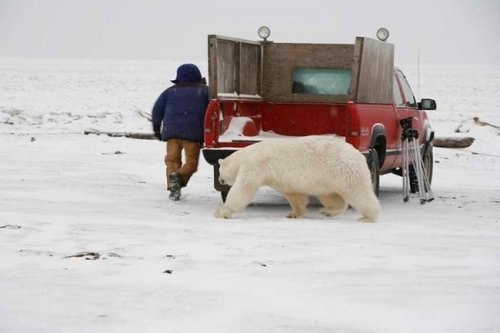 Наперегонки с белым медведем (6 фото)