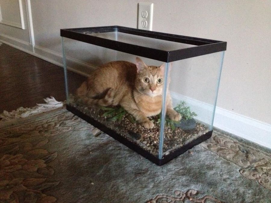 Аквариум для кота внутри. Кот и аквариум. Аквариум для котов. Коты в аквариуме. Смешной аквариум.