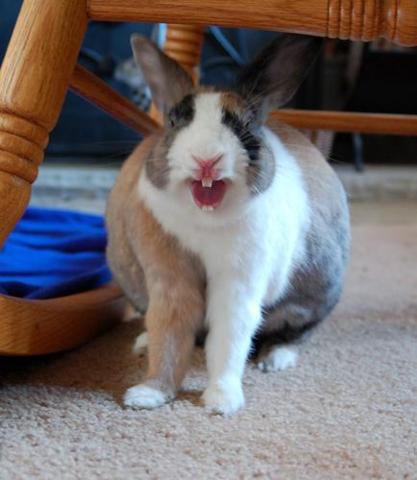 Зевающие кролики (22 фото)