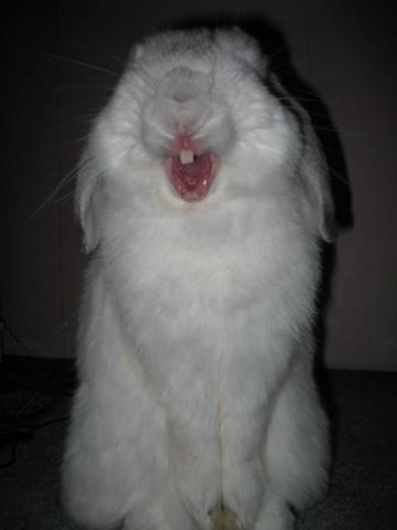 Зевающие кролики (22 фото)