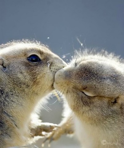 Давайте целоваться! (20 фото)