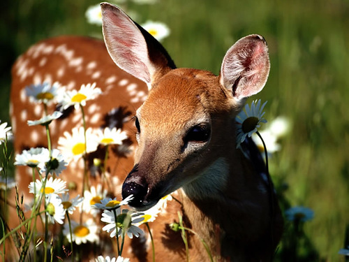 Животные и цветы (27 фото)