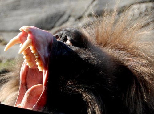 Десять животных с ужасающими зубами 10 (фото)