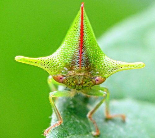 Десять самых миловидных насекомых (10 фото)