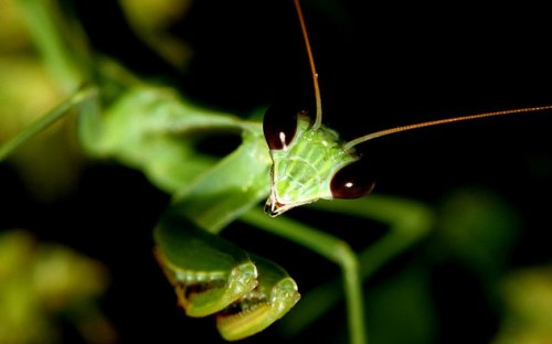 Десять самых миловидных насекомых (10 фото)