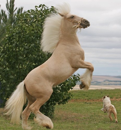 Грациозные лошади (35 фото)