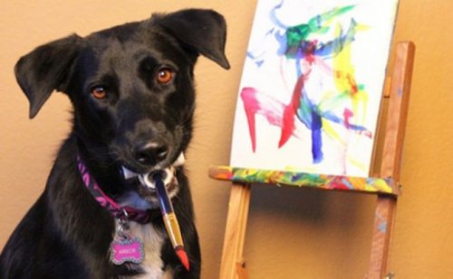 Пёс Арбор рисует картины, чтобы помочь бездомным животным (8 фото+видео)