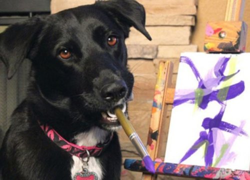 Пёс Арбор рисует картины, чтобы помочь бездомным животным (8 фото+видео)