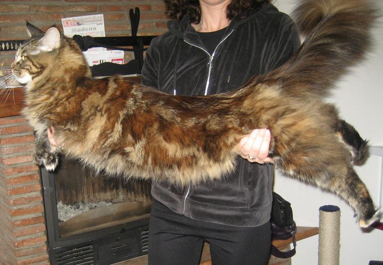 Самая большая кошка в мире (24 фото) » Клопик.КоМ