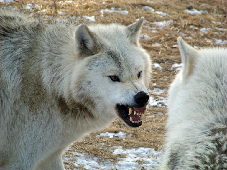 Сонник нападающий волк. Волк белый злой. Белый волк рычит.