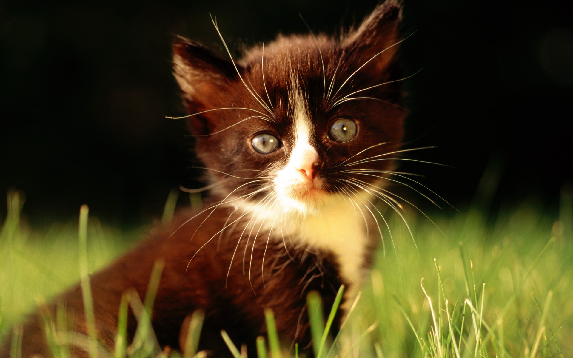 черная кошка цветы трава без смс