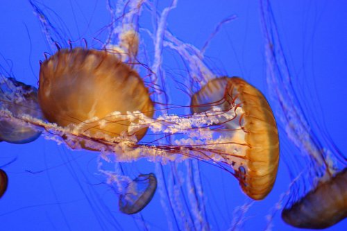 Красивые и загадочные медузы (26 фото)