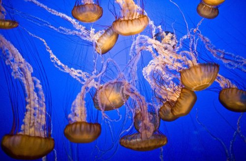 Красивые и загадочные медузы (26 фото)
