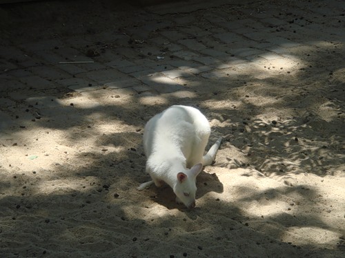 Кенгуру-альбиносы (17 фото)