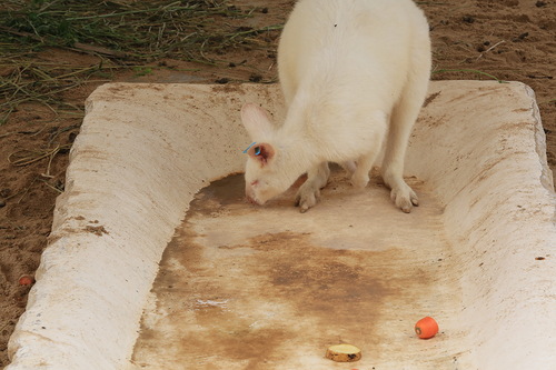 Кенгуру-альбиносы (17 фото)