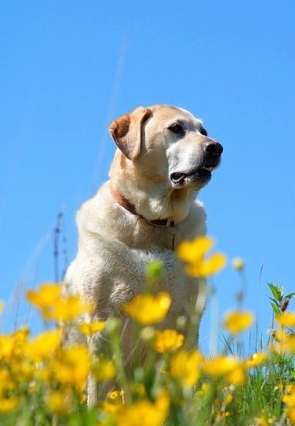 Собаки на цветочной поляне (32 фото)