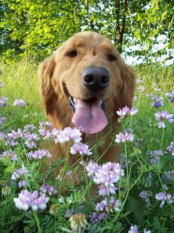 Собаки на цветочной поляне (32 фото)