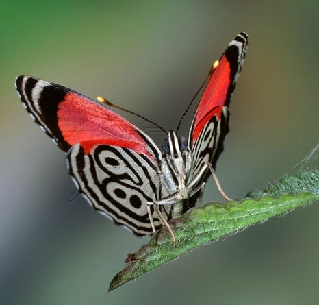 Интересная бабочка (8 фото)