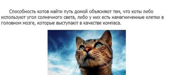 Познавательно о кошках (17 фото)