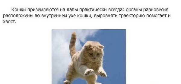 Познавательно о кошках (17 фото)