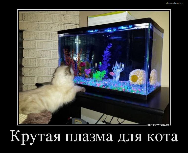 Аквариум для кота внутри. Смешной аквариум. Прикольные аквариумы. Аквариум прикол. Кот и аквариум.