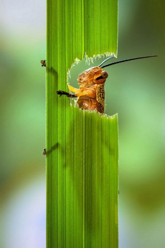 какие насекомые едят траву