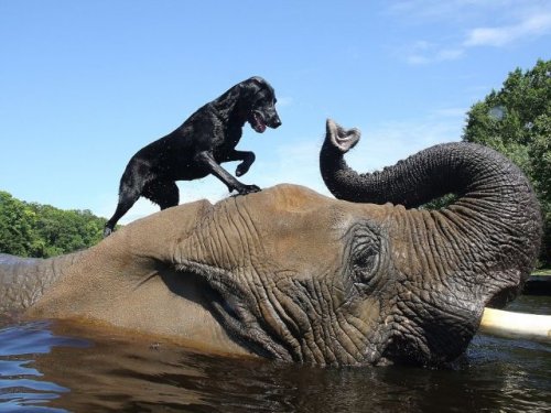 Удивительная дружба слона и собаки (9 фото + видео)