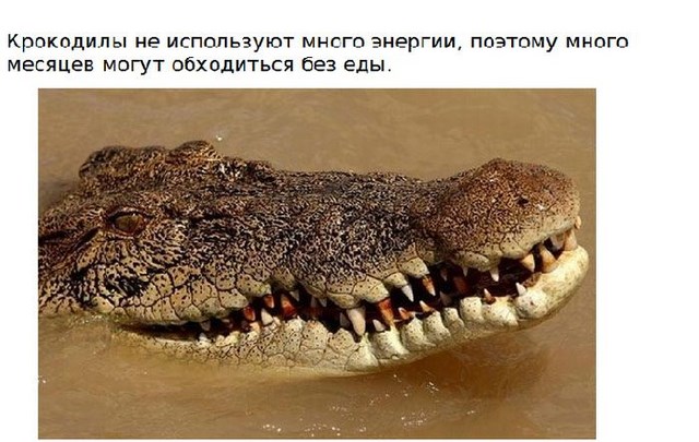 Интересно о крокодилах (15 фото)