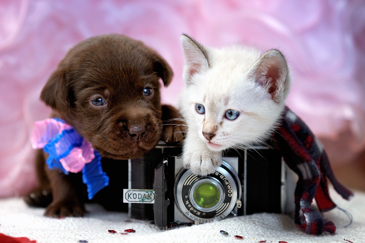 Кошечки собачки фотографии прикольные картинки