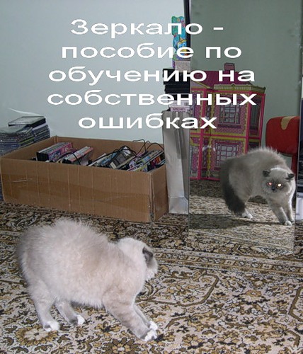 Весёлая котоматрица (50 фото)