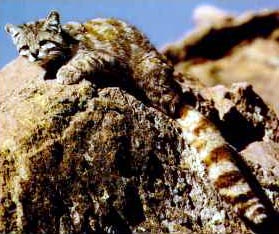 Андская горная кошка (4 фото)