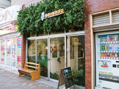 Новое необычное кафе в Японии-кафе сов (26 фото)