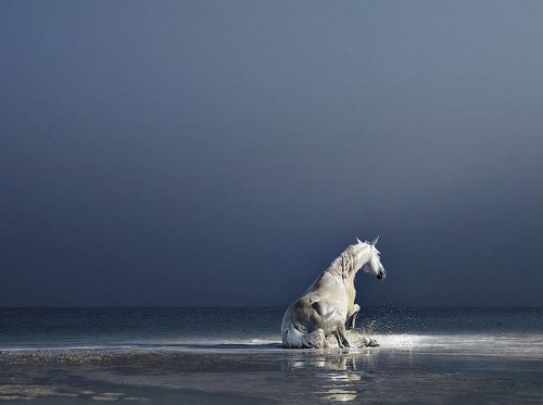 Экспрессивные фотографии лошадей в проекте Тима Флэка (23 фото)