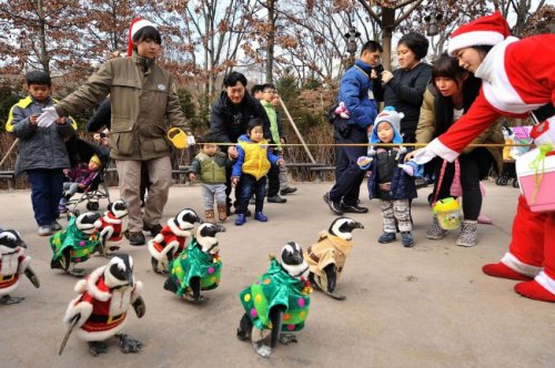 Пингвины на предрождественской прогулке в южнокорейском зоопарке (20 фото + видео)