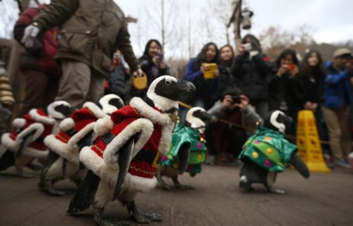 Пингвины на предрождественской прогулке в южнокорейском зоопарке (20 фото + видео)
